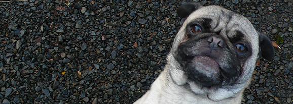 pug1